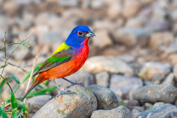 Passerina de Siete Colores