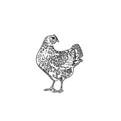 sketch of a hen