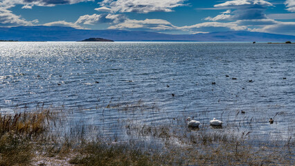 White and black ducks swim calmly in the blue lake. Ripples, sun glare on the water. Dry grass near the shore. In the distance, against the azure sky and clouds, a mountain range. Redonda Bay. 