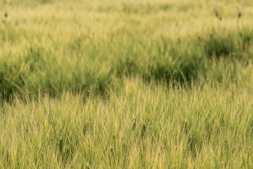 Wheat waves drifting in the breeze