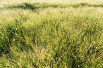 Wheat waves drifting in the breeze