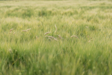 Wheat waves drifting in the breeze