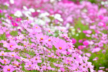 コスモス　広島　備北丘陵公園　国営備北丘陵公園

