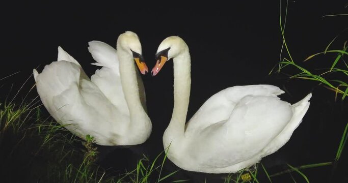 A 4K shot of two love bird swans