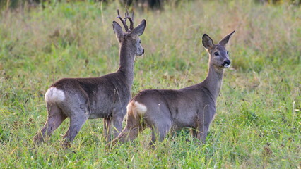 Couple of white tailed Capreolus capreolus european roe deer just noticed photographer on a field. Autumn in Czech republic nature. © czjonyyy