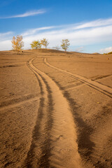 Fototapeta na wymiar Desert landscape with sand dunes and autumn foliage trees.