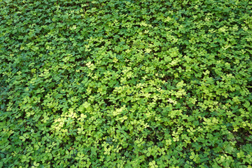 Green peas carpet lawn in garden. Summer green background