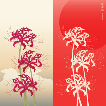 Illustration of Japanese Higanbana or  red spider lily in Japanese style,. Autumn flower. Flat illustration. Japanese translation mean Higanbana or red spider lily.