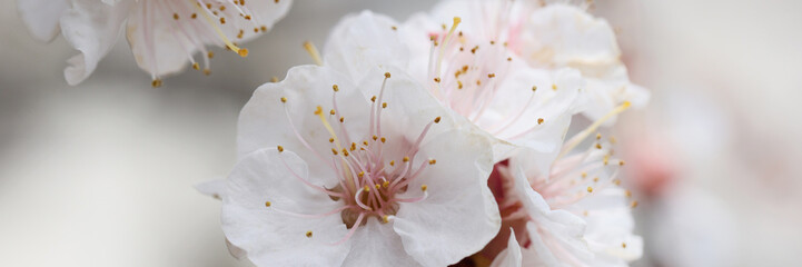 Blooming flowers with tender petals and stamens on tree