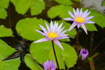 Beautiful purple white waterlily or lotus flower with green leaves