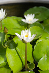 Beautiful waterlily or lotus flower with green leaves