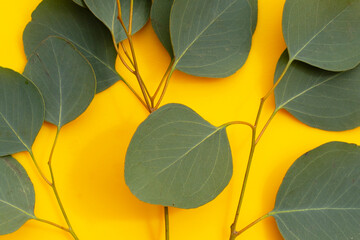Green leaves of eucalyptus on yellow background.
