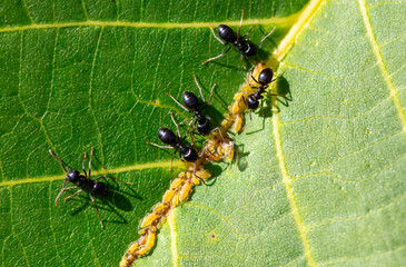 Aphid ants on a green leaf of a tree. Macro - obrazy, fototapety, plakaty