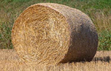 Round haystacks on the field
