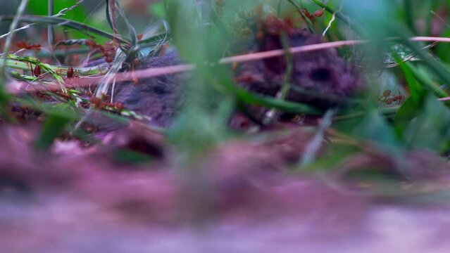 Panting mouse desperately trying to escape attack from fire ant swarm.