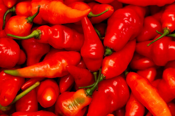 Red chili peppers as background. Close-up