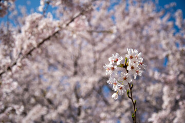 cherry tree blossom