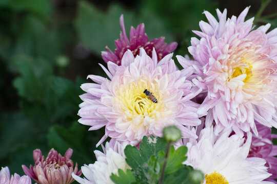 Closeup of honey bee in flower