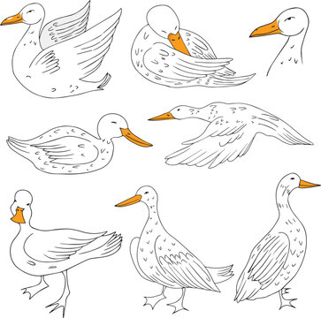 set of animal carton duck cute isolated on background