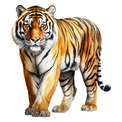 Naklejka premium watercolor predator animal element. watercolor tiger illustration.