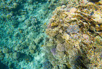 Coral reef under sea water.