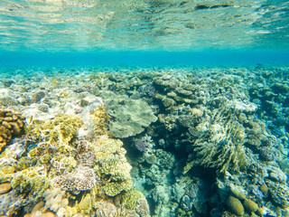 Coral reef under sea water.