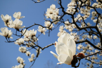 白く美しいハクモクレンの花