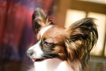 Fototapete bei efototapeten.de bestellen   