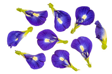 Butterfly pea or Asian Pigeonwing. Blue pea isolate on white background with clippingpath.