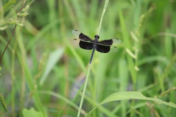 Black dragonfly on the grass