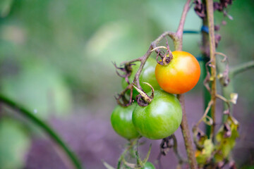 緑色のトマトとオレンジ色のトマト