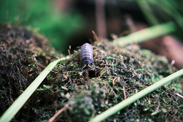 苔の上を移動するダンゴムシ