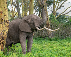 Male African Elephant, Masai Mara, Kenya