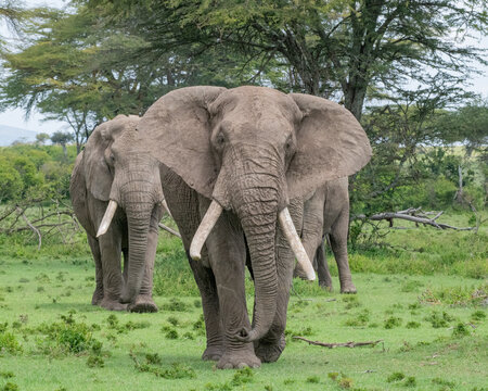 Male African Elephant, Masai Mara, Kenya