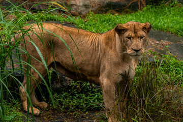 A portrait of a lioness standing in grass in a park in Africa