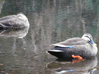 水辺に浮かびながら羽繕いする２羽のカルガモ