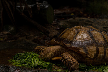 Close up African spurred tortoise eating, Slow life