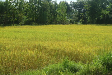 landscape of green rice field