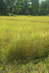 rice field