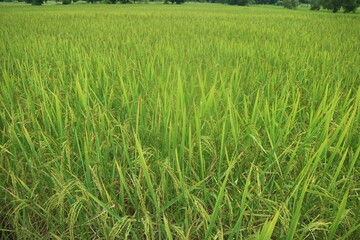 landscape of green rice field 