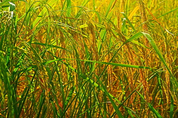 Obraz premium green rice field