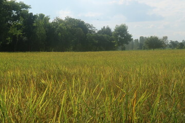 Obraz premium rice field landscape 
