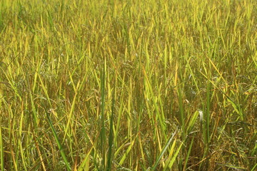 Rice field background texture 