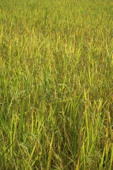 rice field background 