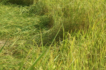 rice field landscape 