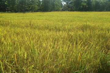 Yellow  rice field