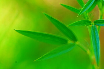 natural green grass background texture 