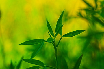 Green grass background texture 