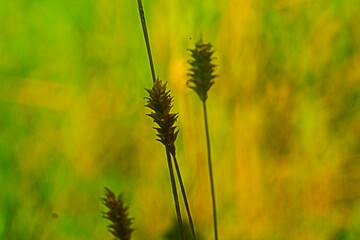 flower grass wth yellow background 