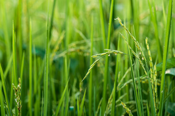 The rice plant with the green ears of rice is growing.